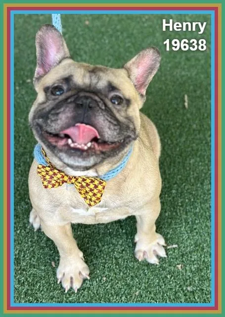 An adult small-sized male Yellow / Tan / Blond / Fawn French Bulldog dog named Henry for adoption in Marietta, GA