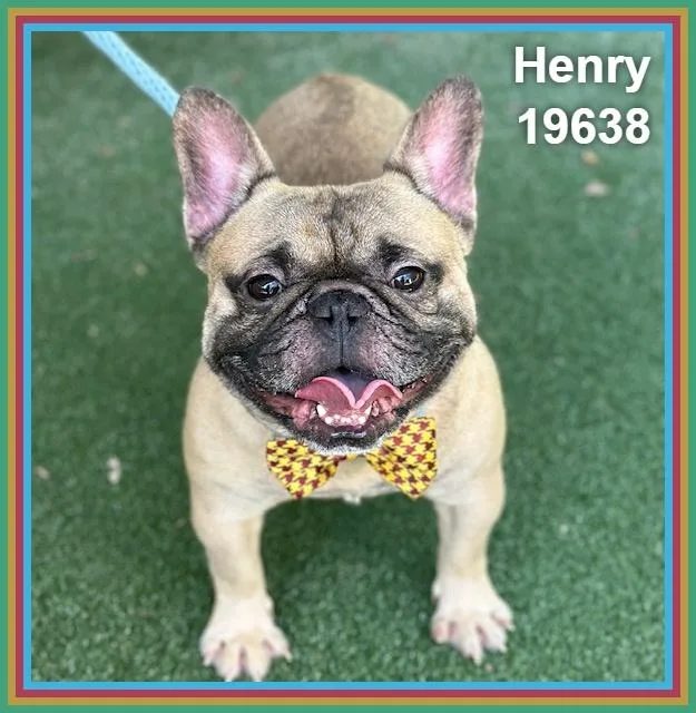 Henry thumbnail 2