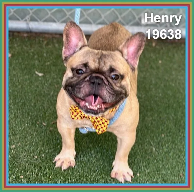 Henry thumbnail 3