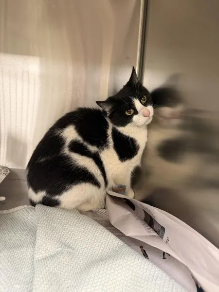 A young small-sized female Domestic Short Hair cat named If for adoption in Lawrenceville, GA