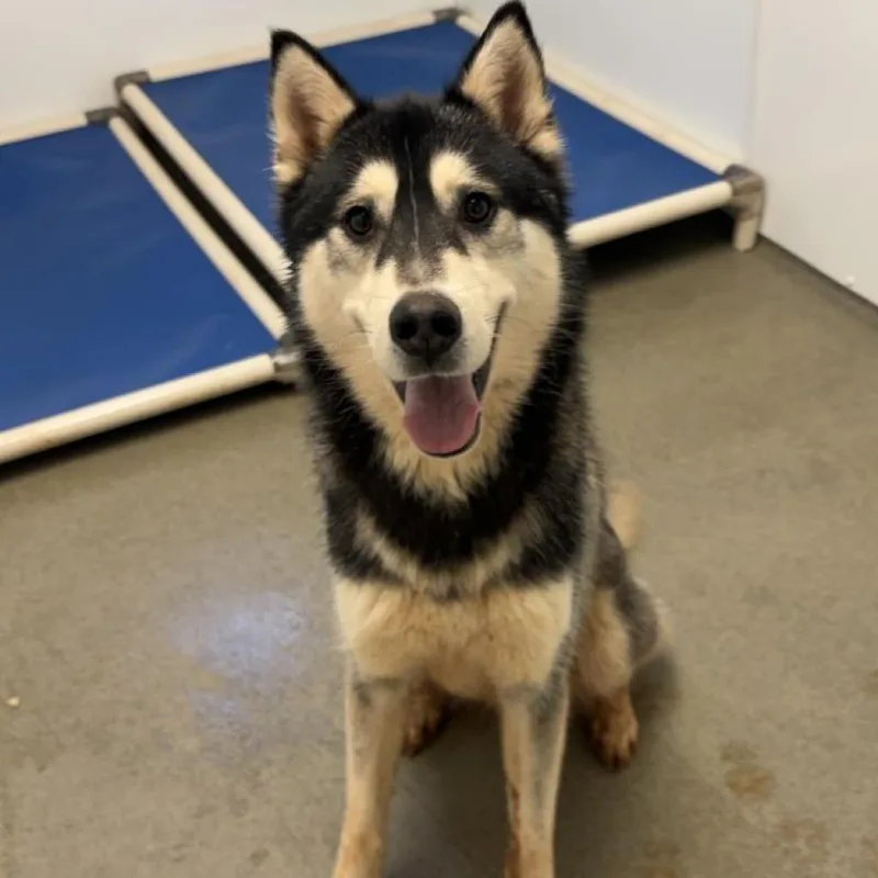 Koda
