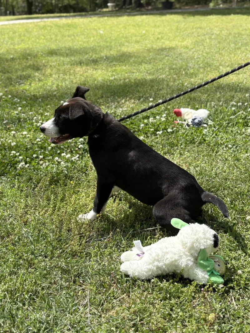 A baby small-sized male Terrier dog named Mac for adoption in Locust Fork, AL