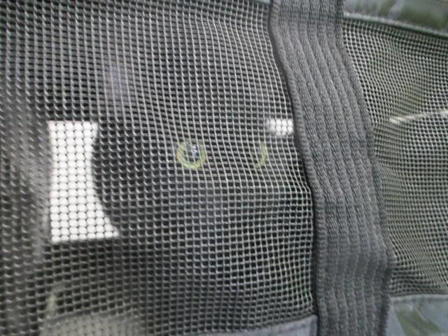 An adult small-sized female Domestic Short Hair cat named Iris for adoption in Ocala, FL
