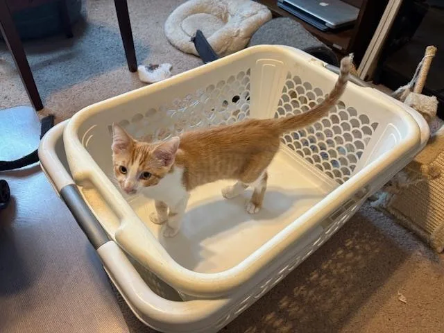 A baby small-sized male Domestic Short Hair cat named Nightwing for adoption in Dallas, TX