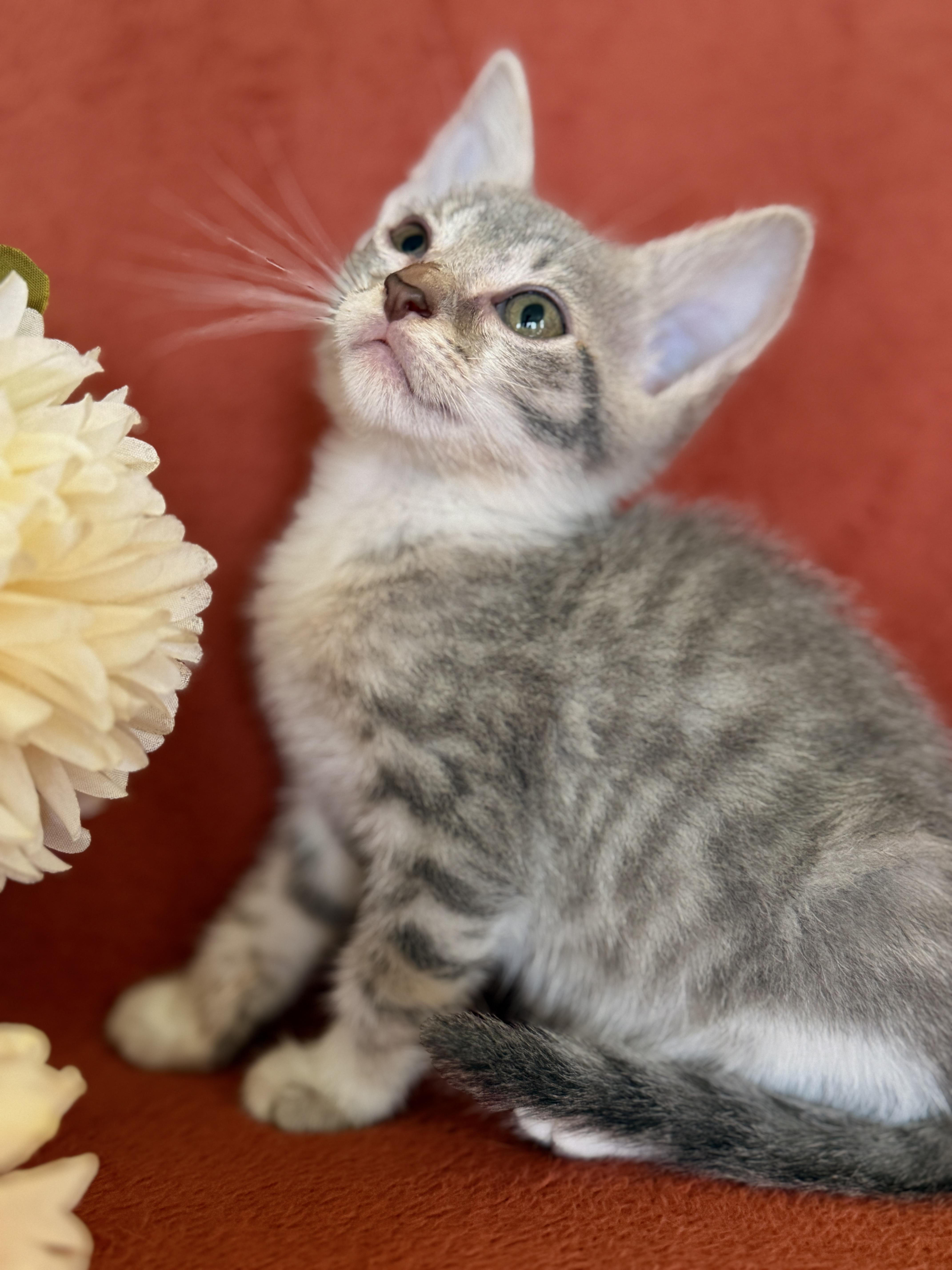 A baby small-sized female Tabby (Gray / Blue / Silver) Domestic Short Hair cat named Isola Transport for adoption in Gradyville, KY