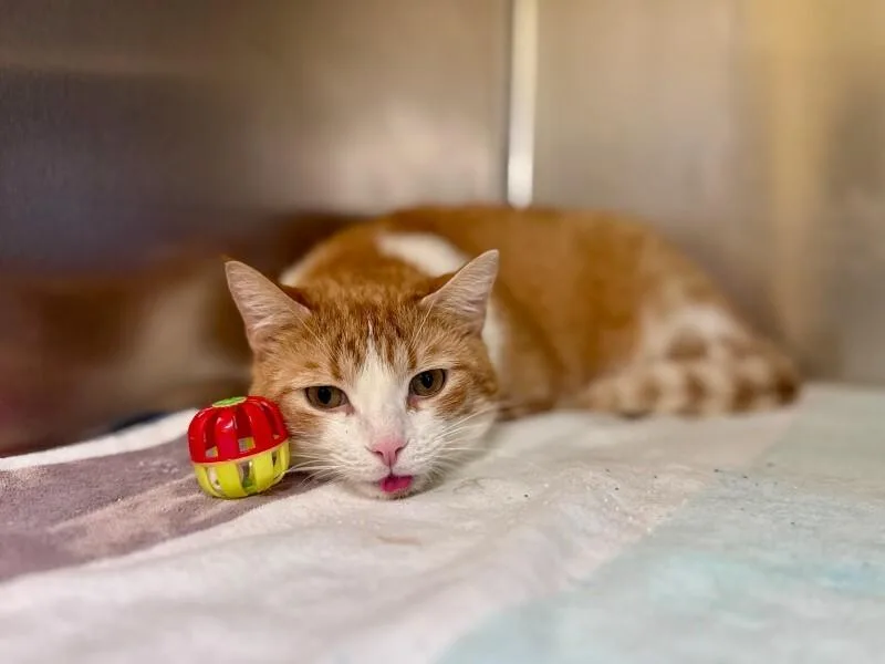 An adult medium-sized male Orange / Red Domestic Short Hair cat named Tomlin for adoption in Wooster, OH