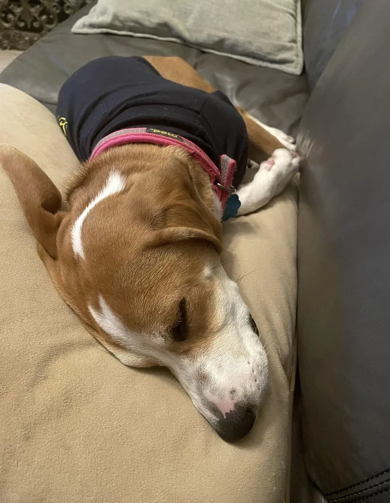 An adult medium-sized female Beagle dog named Izzy for adoption in Euless, TX