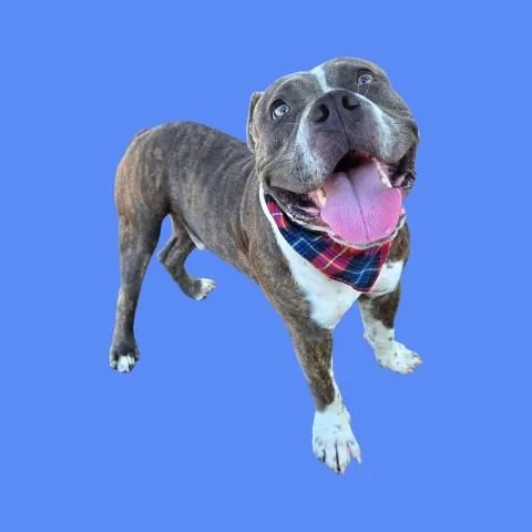 A young medium-sized male Pit Bull Terrier dog named Prince for adoption in Bakersfield, CA