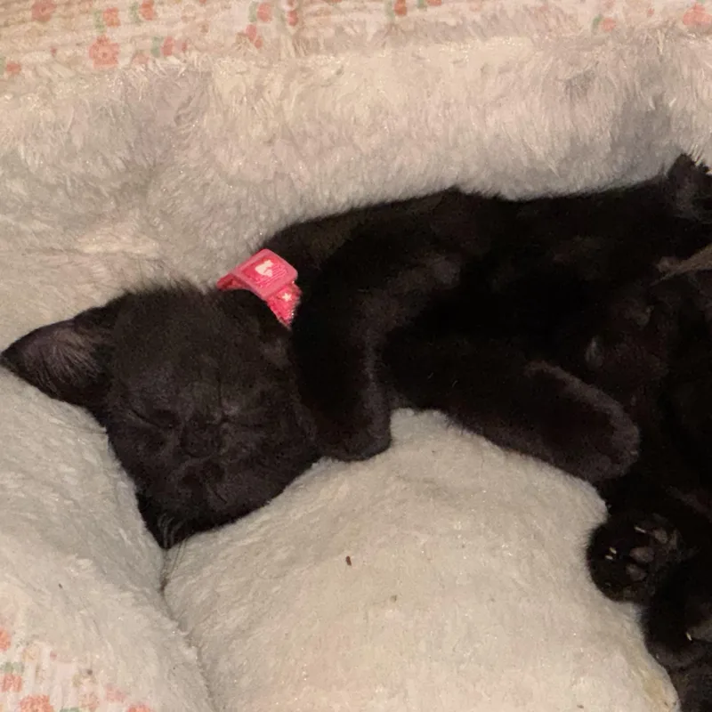 A baby medium-sized male Black Domestic Medium Hair cat named Binx for adoption in Houston, TX