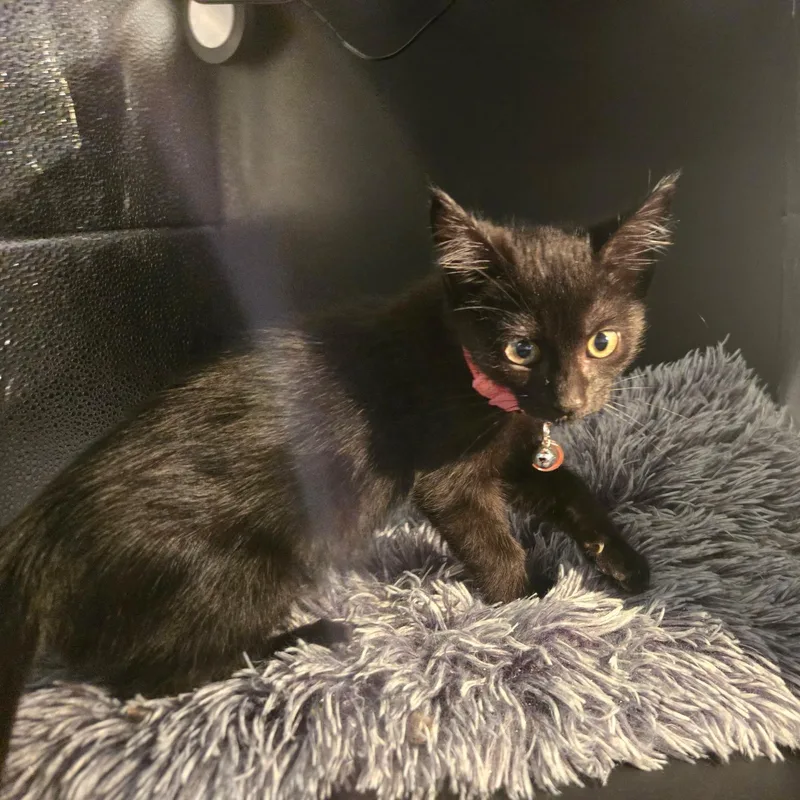 Binx thumbnail 2