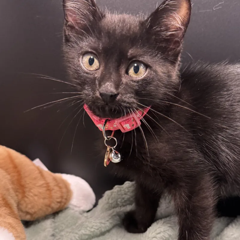 Binx thumbnail 3