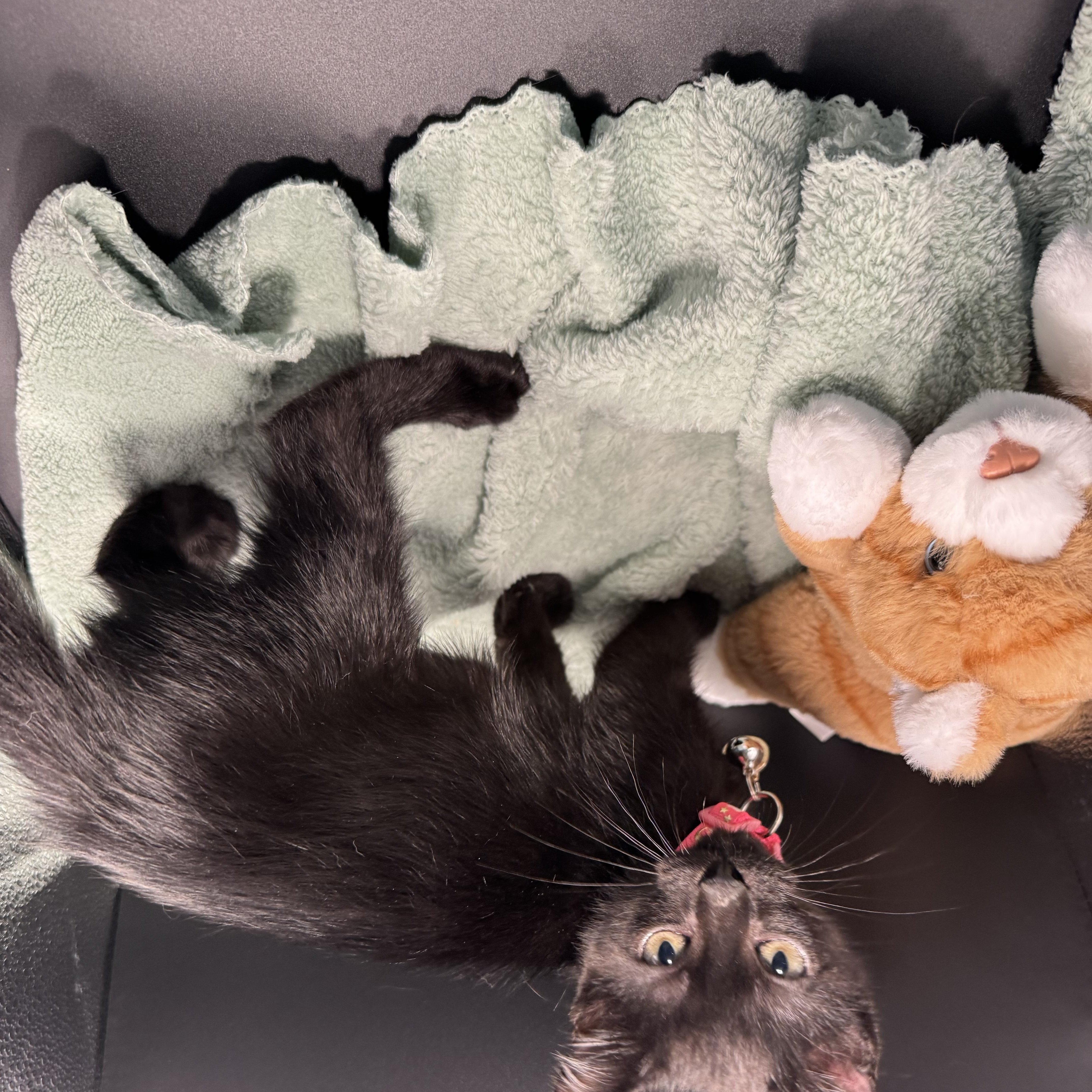 Binx thumbnail 4