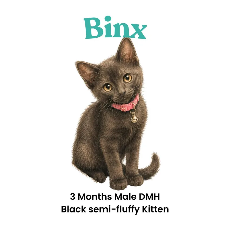 Binx thumbnail 5