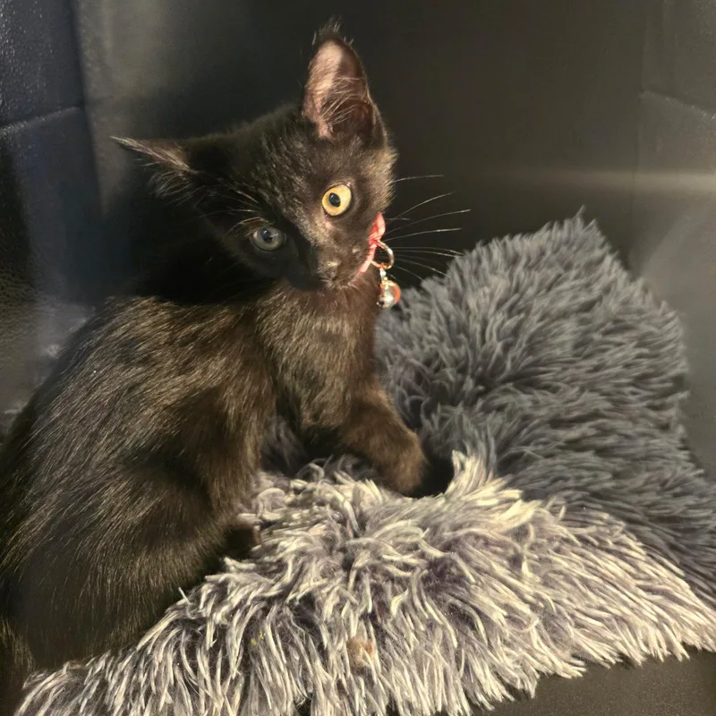 Binx thumbnail 6