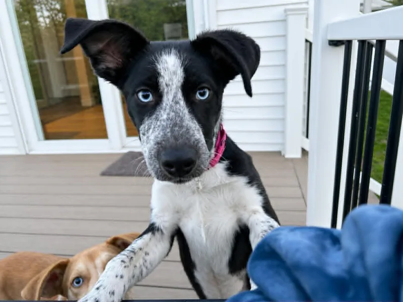 A baby medium-sized female Pointer dog named Tilly for adoption in Holbrook, NY