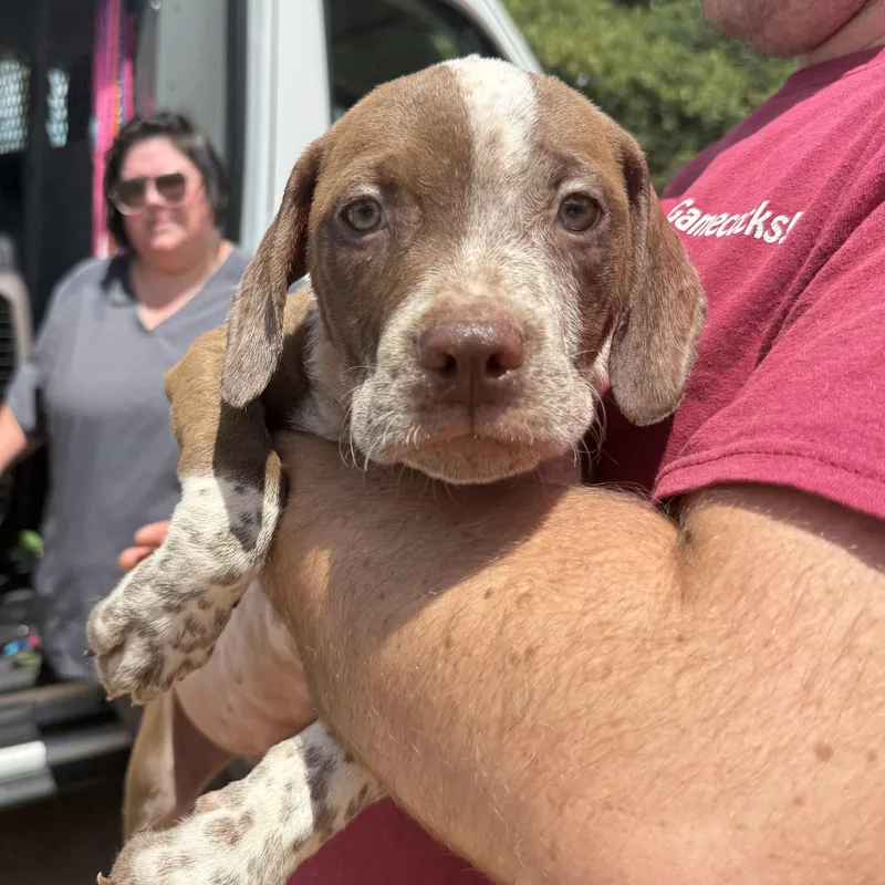 A baby medium-sized male White / Cream Mixed Breed dog named Stick Bug for adoption in Columbia, SC