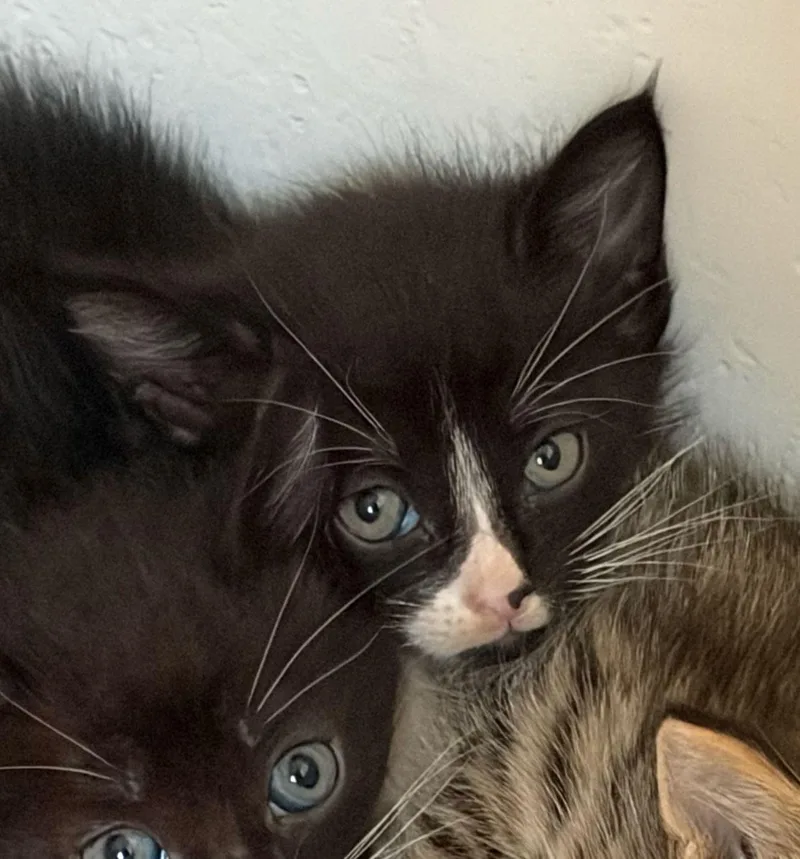 A baby small-sized male Tabby (Brown / Chocolate) Tabby cat named Renegrade for adoption in Columbia, SC