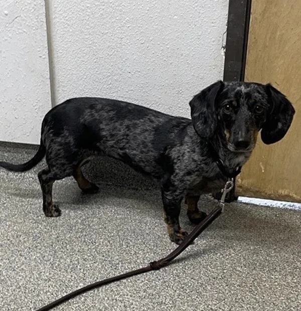 An adult medium-sized female Dachshund dog named Lola for adoption in Escondido, CA
