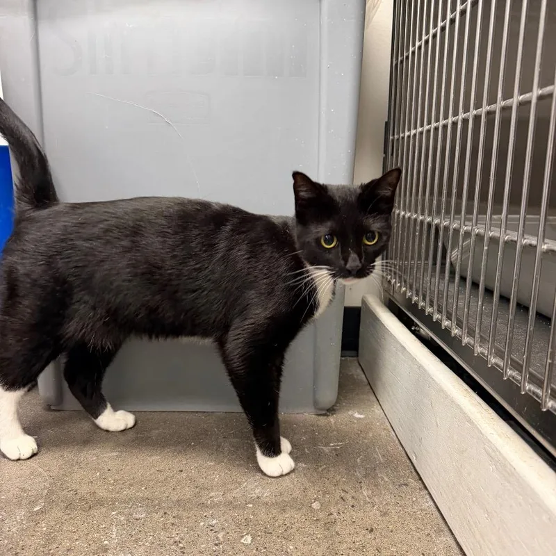 An adult medium-sized female Black Domestic Short Hair cat named Magpies for adoption in Hamburg, NY