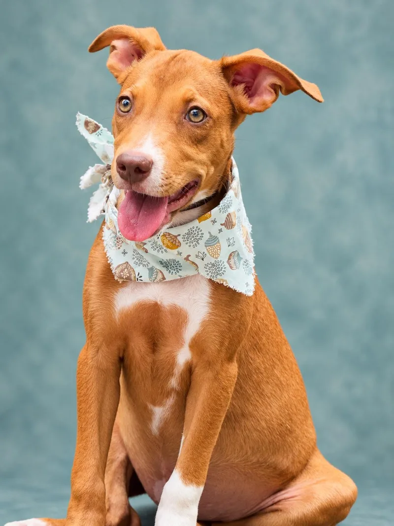 A baby medium-sized female Hound dog named Alice for adoption in Nahunta, GA