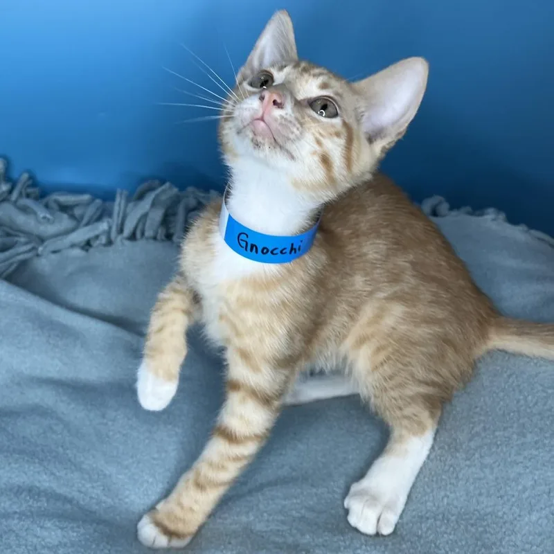 A baby small-sized male Orange / Red Domestic Short Hair cat named Gnocchi for adoption in San Antonio, TX