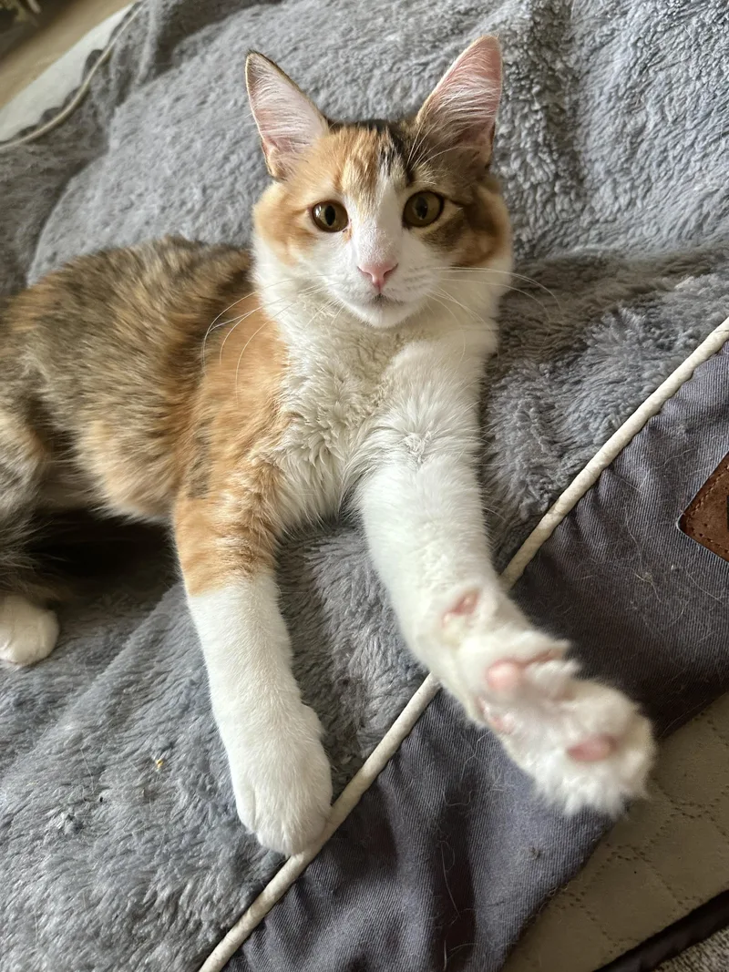 A baby medium-sized female Calico Domestic Medium Hair cat named Surya for adoption in Fort Worth, TX