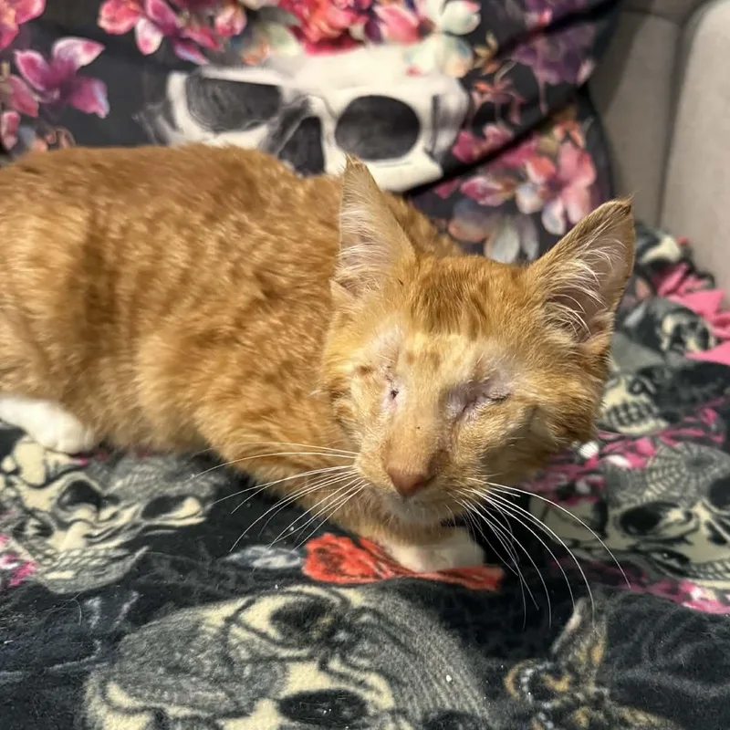 Cinnamon Twist thumbnail 2