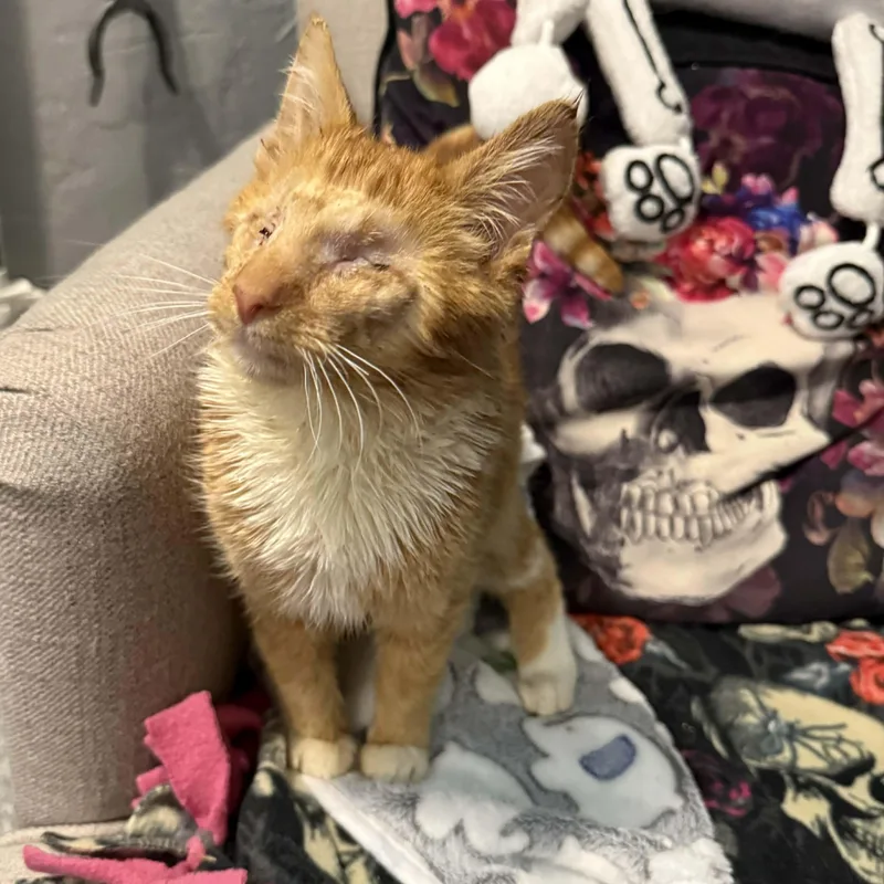 Cinnamon Twist thumbnail 3