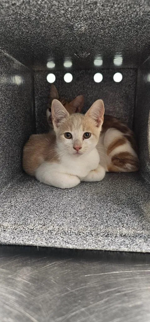 A baby small-sized male Domestic Short Hair cat named Cumin for adoption in Athens, TN