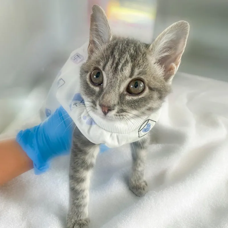 A baby small-sized female Gray / Blue / Silver Domestic Short Hair cat named Mow for adoption in Chapel Hill, NC