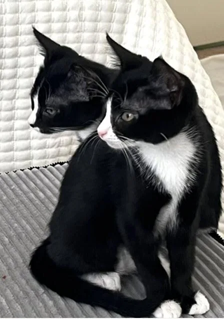 A baby medium-sized female Black & White / Tuxedo Domestic Short Hair cat named Jasmine and Sequoia for adoption in Los Angeles, CA