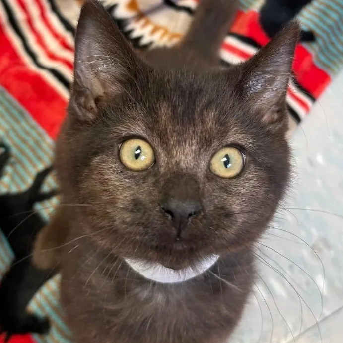 A baby small-sized male Domestic Short Hair cat named Puffy for adoption in New Philadelphia, OH