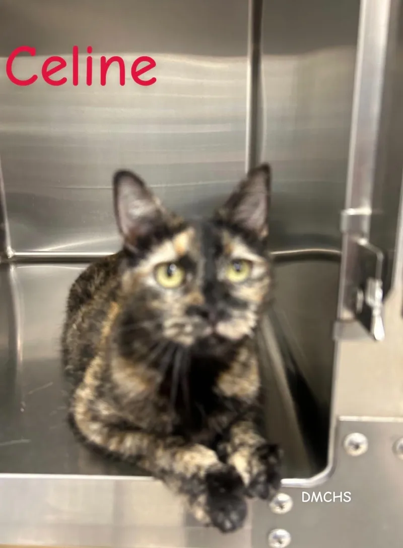 A young small-sized female Tortoiseshell Domestic Short Hair cat named Celine for adoption in Burlington, IA