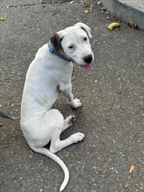 A baby small-sized female Pit Bull Terrier dog named Doja for adoption in Woodland, CA