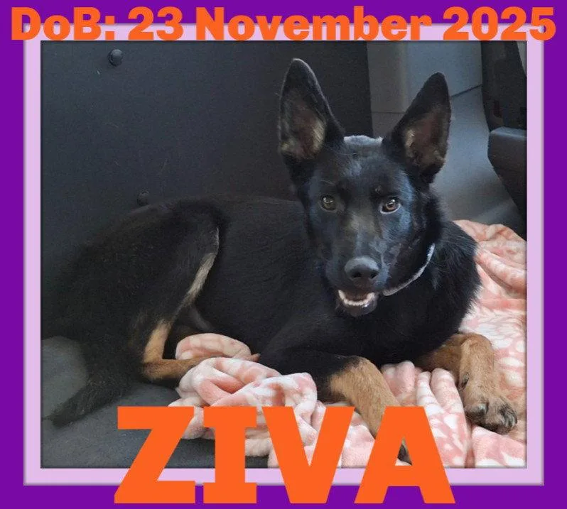 A young large-sized female German Shepherd Dog dog named Ziva for adoption in Sebec, ME
