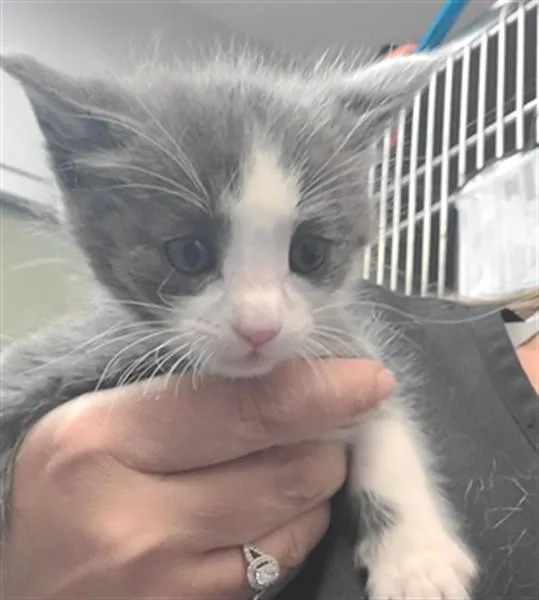 A baby small-sized male Domestic Short Hair cat named A for adoption in Riverside, CA