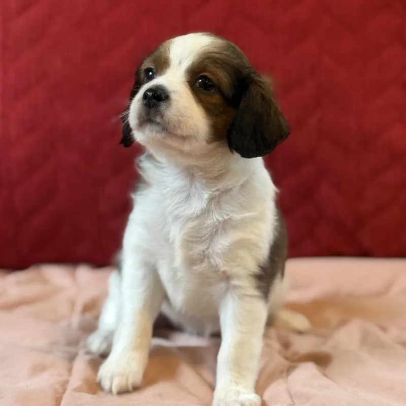 A baby small-sized female White / Cream Mixed Breed dog named Sweet Bernice for adoption in Chantilly, VA