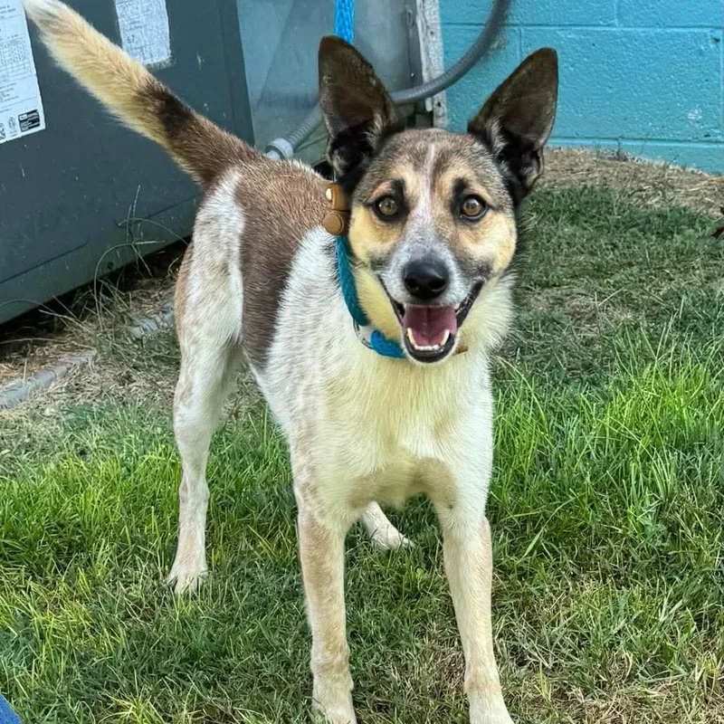 An adult small-sized male Terrier dog named Oscar for adoption in Washington, DC
