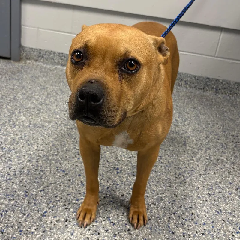 An adult medium-sized female Brown / Chocolate Mixed Breed dog named Regina for adoption in Greenville, SC