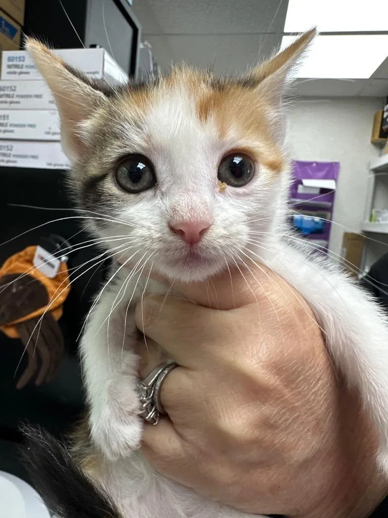 A baby medium-sized female Domestic Short Hair cat named Kateri for adoption in Pomona, NY