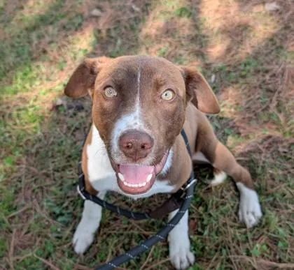A young medium-sized male Retriever dog named Rye for adoption in Barnesville, GA