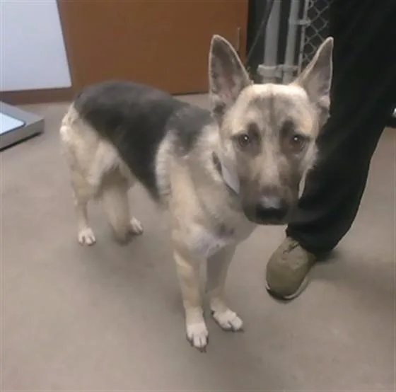 A young large-sized female German Shepherd Dog dog named Sugar Cube for adoption in Phoenix, AZ