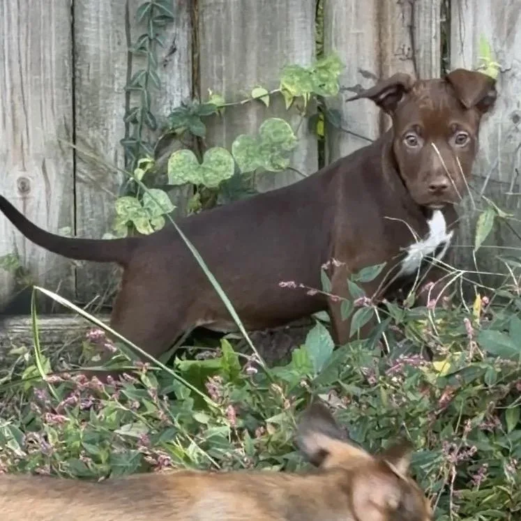 A baby large-sized female Brown / Chocolate Mixed Breed dog named Sally for adoption in Kansas City, MO