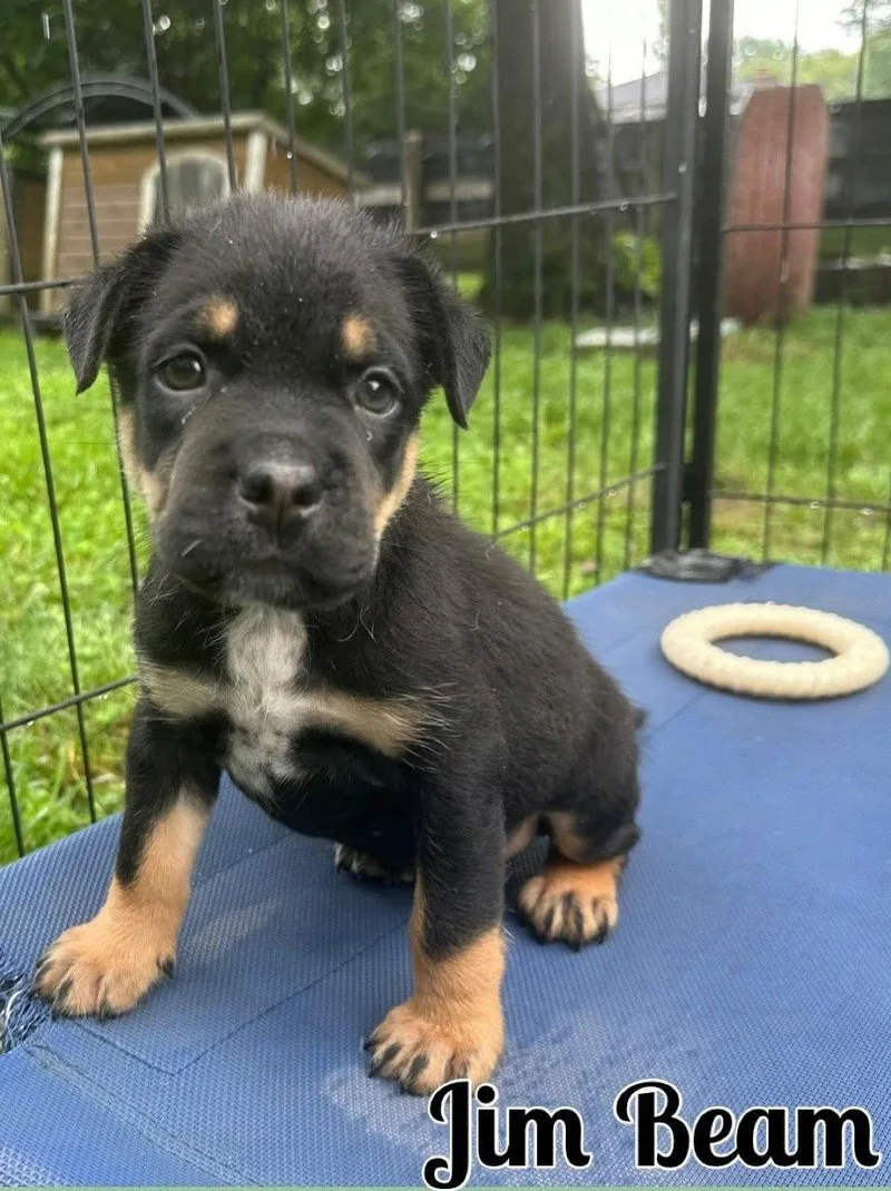 Whiskey Pups  Jim