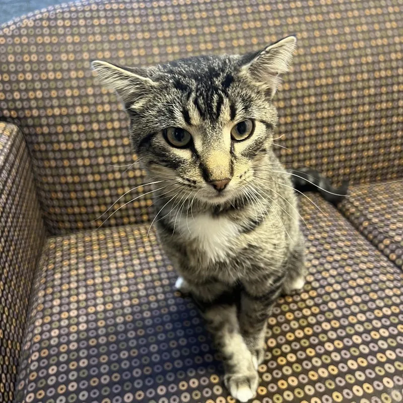 A young medium-sized male American Shorthair cat named Bennie for adoption in Madison, WI