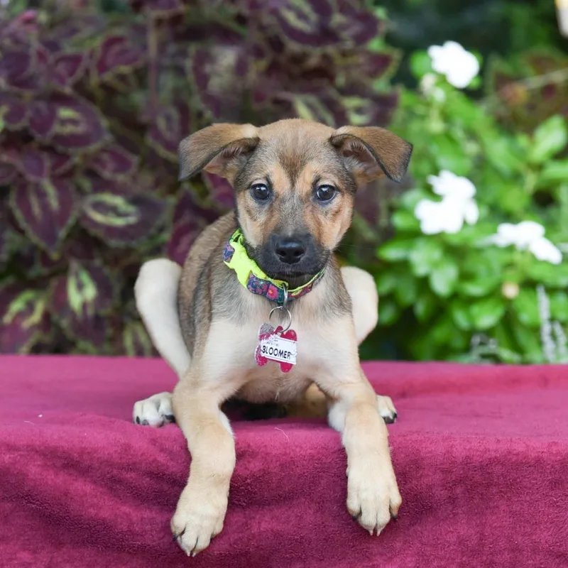 A baby small-sized female Yellow / Tan / Blond / Fawn Labrador Retriever dog named Bloomer for adoption in Wake Forest, NC