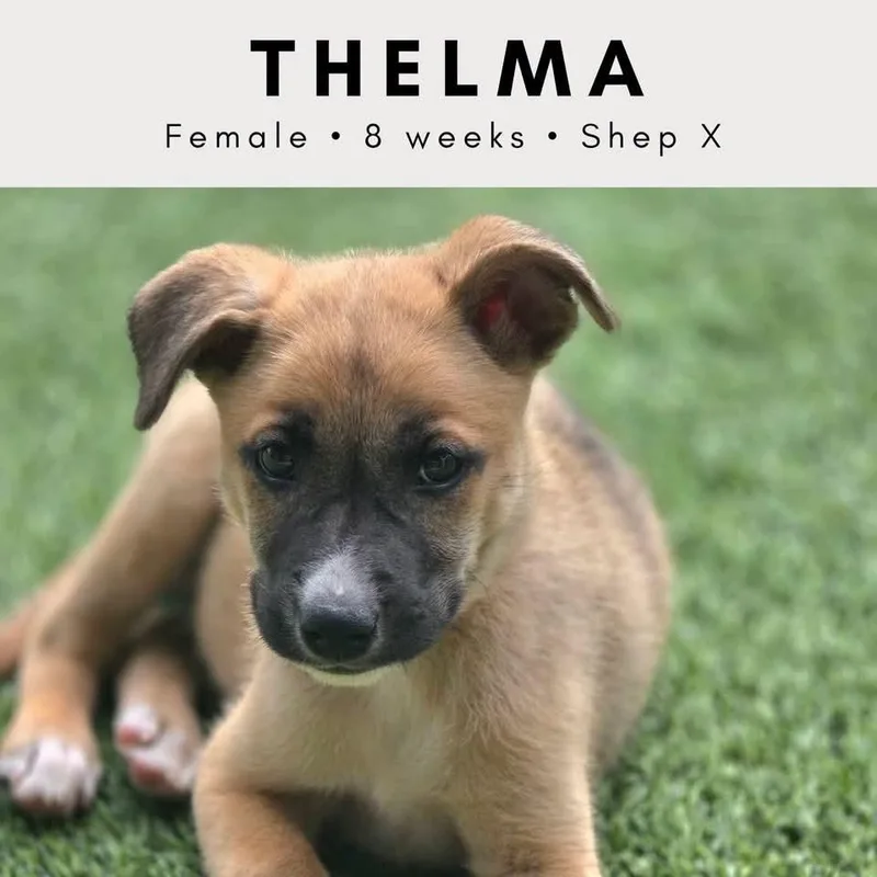 Thelma thumbnail 4