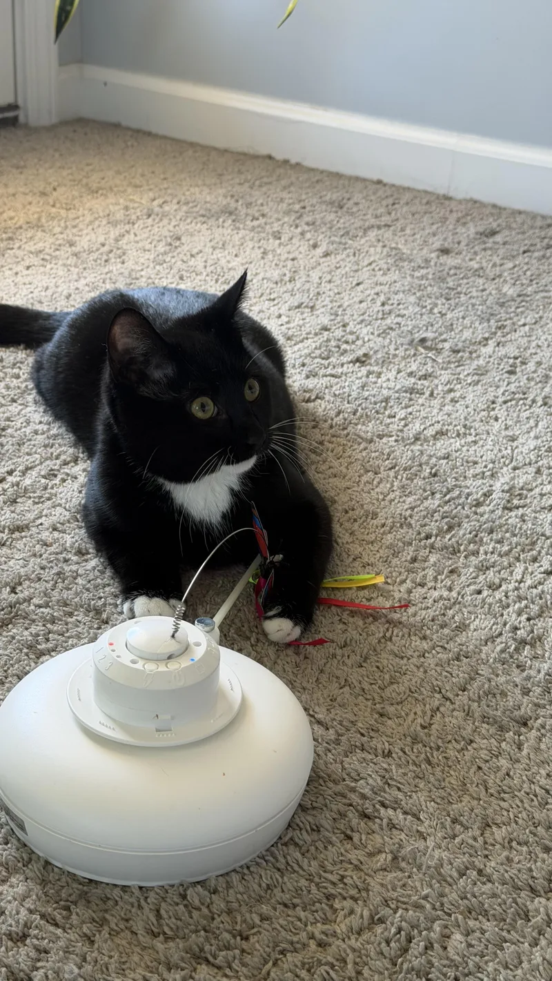 A baby small-sized male Black & White / Tuxedo American Shorthair cat named Kevin for adoption in Charlotte, NC