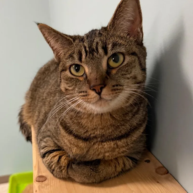 An adult medium-sized female Domestic Short Hair cat named Nana for adoption in Middlebury, VT