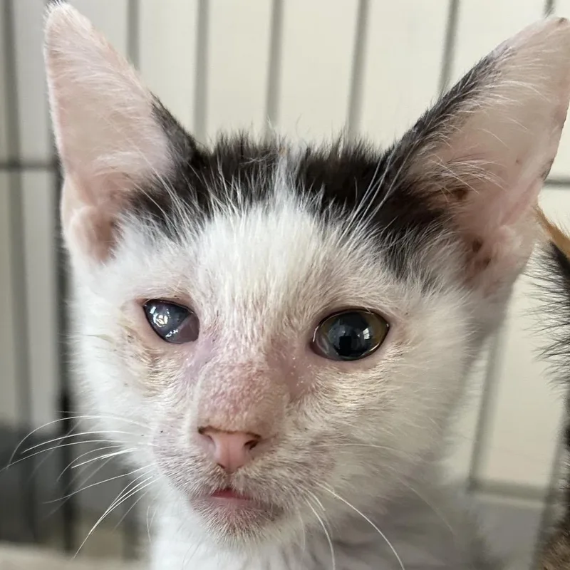A baby small-sized male Black Domestic Short Hair cat named Wonton for adoption in Kanab, UT